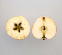 Astrakan Gyllenkroks Apple